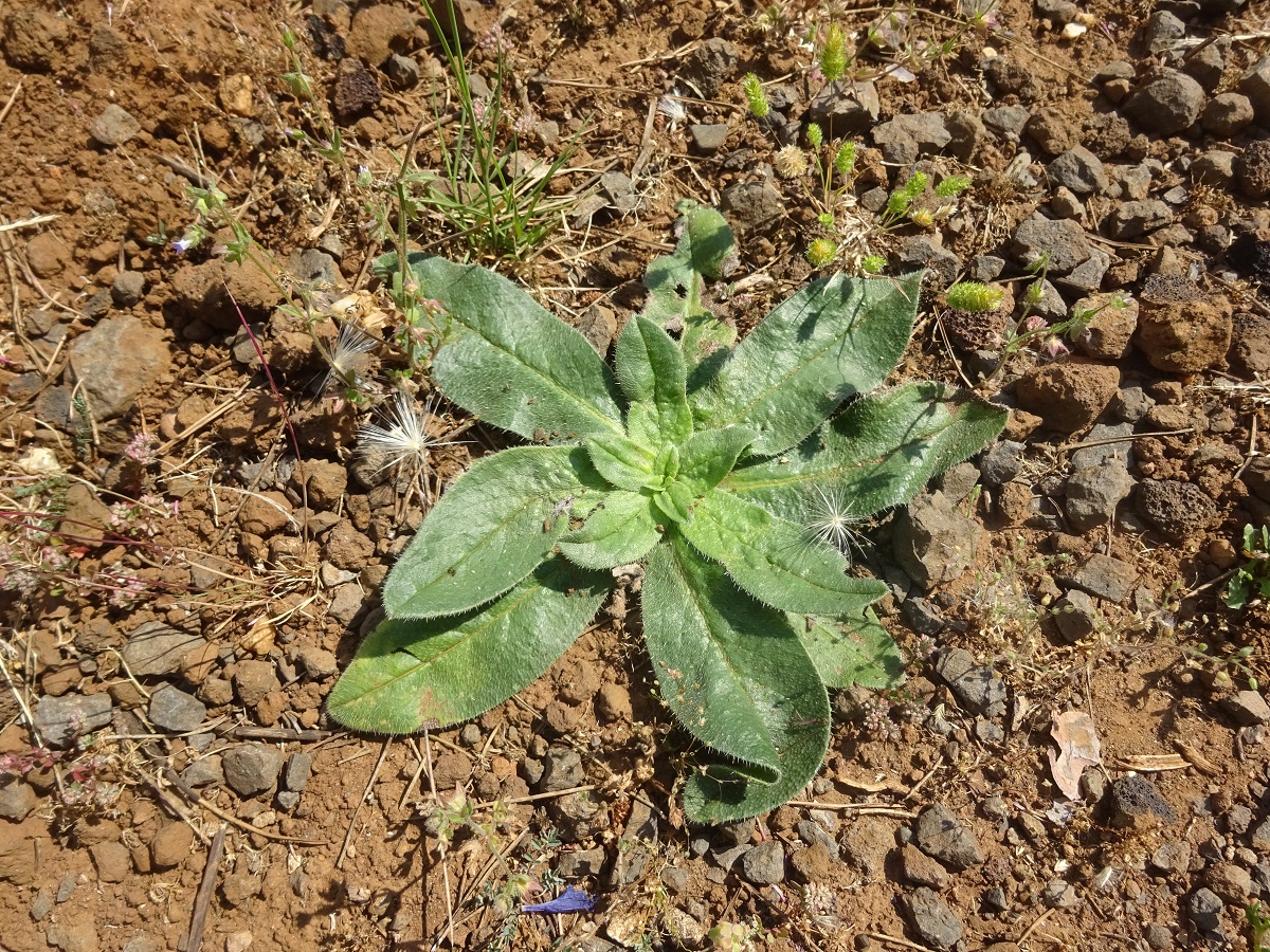 Echium plantagineum (Boraginaceae)